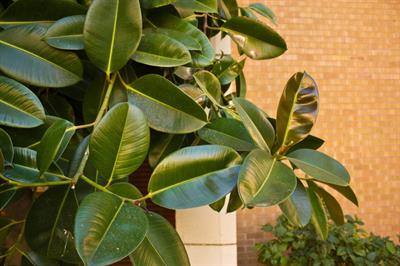 Ficus elastic